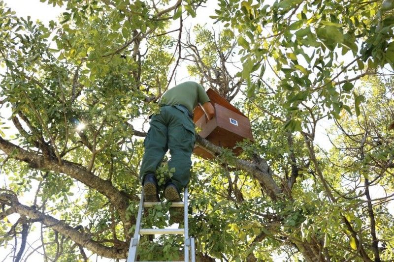 Φωλιά για το ανθρωποπούλι σε χαρουπιά στην περιοχή της Ανώγυρας (Φωτογραφία: Νίκος Κασίνης, ΥΘΠ)